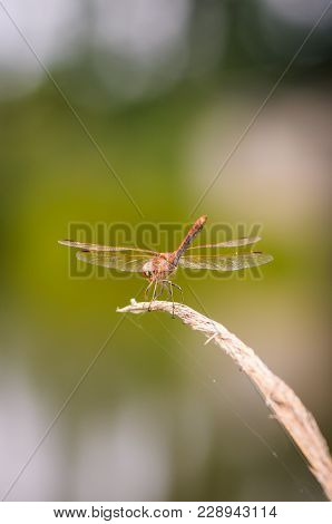 Close Up Of Dragonfly. Vagrant Darter.