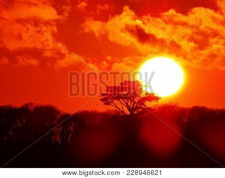 Silhouette Red Sky With Tree Sunset Bannow Wexford