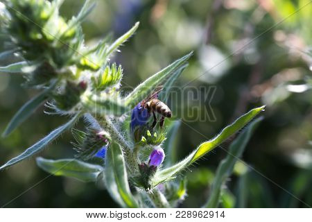 The Bee Collects Nectar From Echium Vulgare, Viper's Bugloss, Blueweed. Collect Pollen In The Meadow