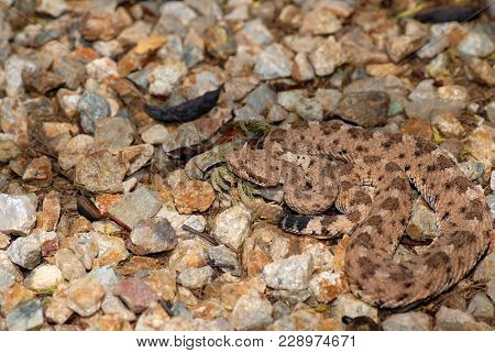 A Sonoran Sidewinder From The Tucson Area Of Arizona.