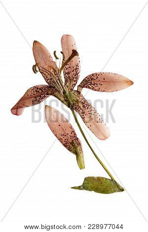Pressed And Dried Flower Lily Martagon (lilium Martagon), Isolated On White Background. For Use In S