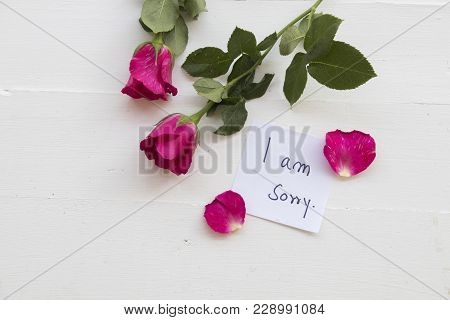 I Am Sorry Message Card With Pink Rose On Background White