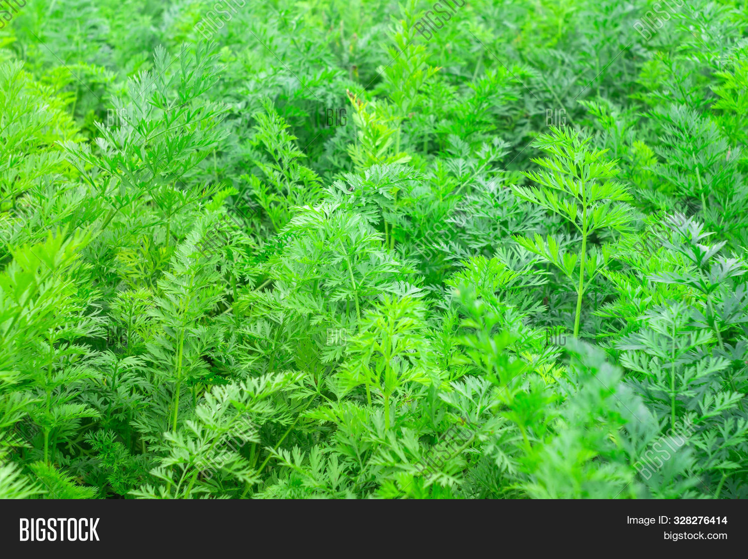 Leaves Carrots Natural Image & Photo (Free Trial) | Bigstock