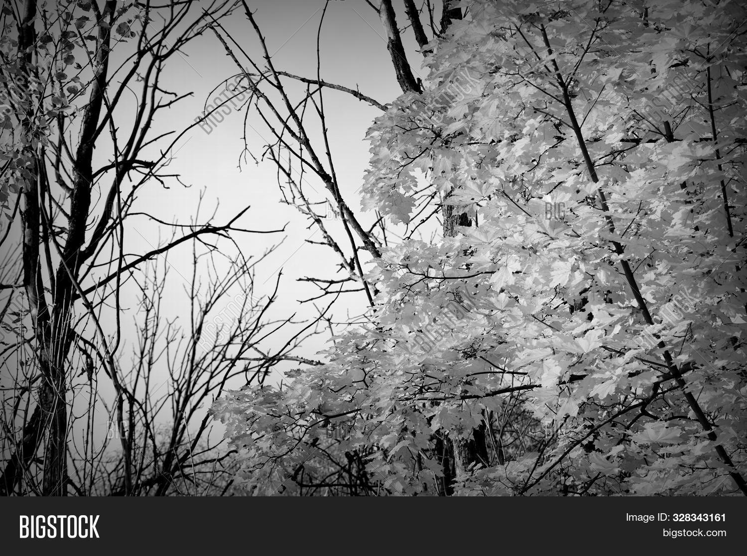 Maple Tree Foliage On Image & Photo (Free Trial) Bigstock