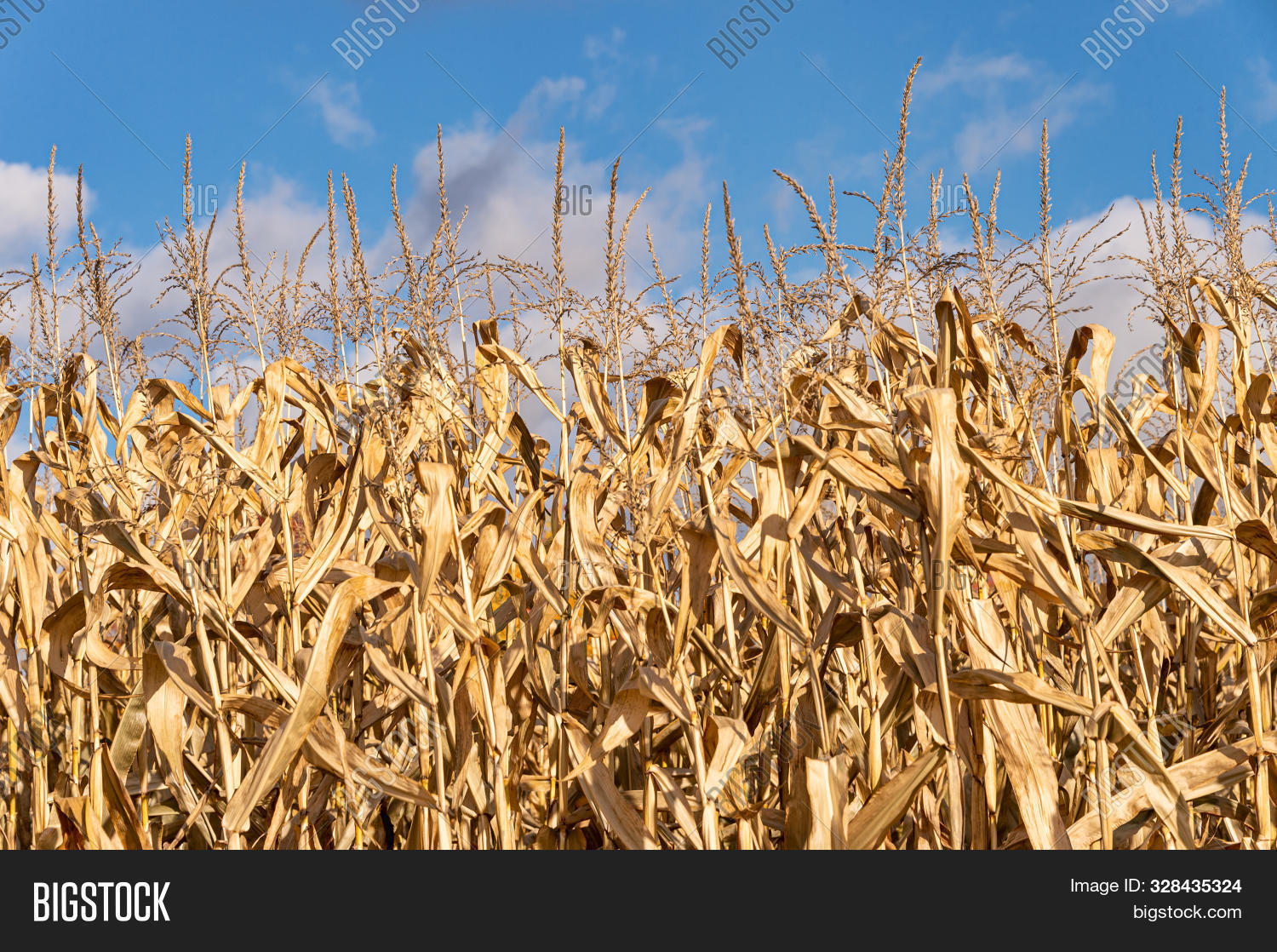 засуха и наводнение. Dried out. нагорье гоби. сухое дерево и мертвая рыба. Dried out.