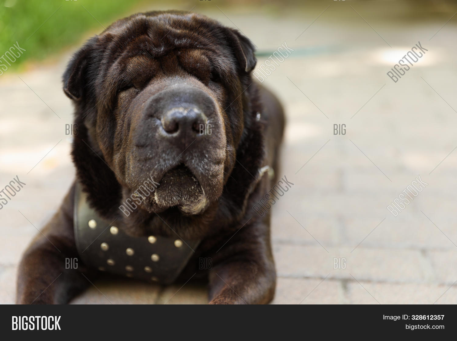 all black shar pei
