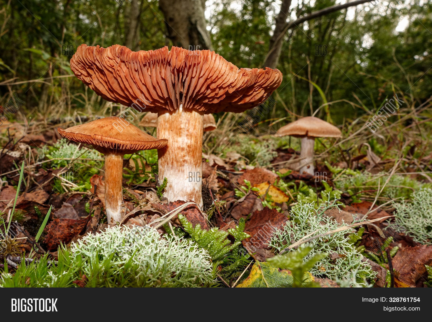 Two Brown Toadstools Image & Photo (Free Trial) | Bigstock