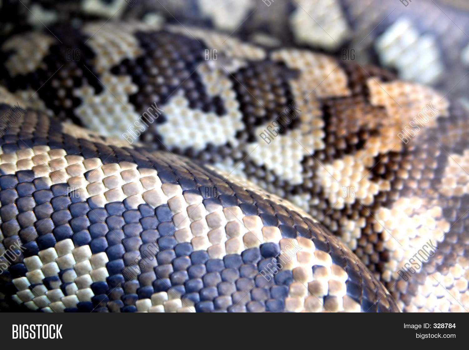 Python Skin Image & Photo (Free Trial) | Bigstock
