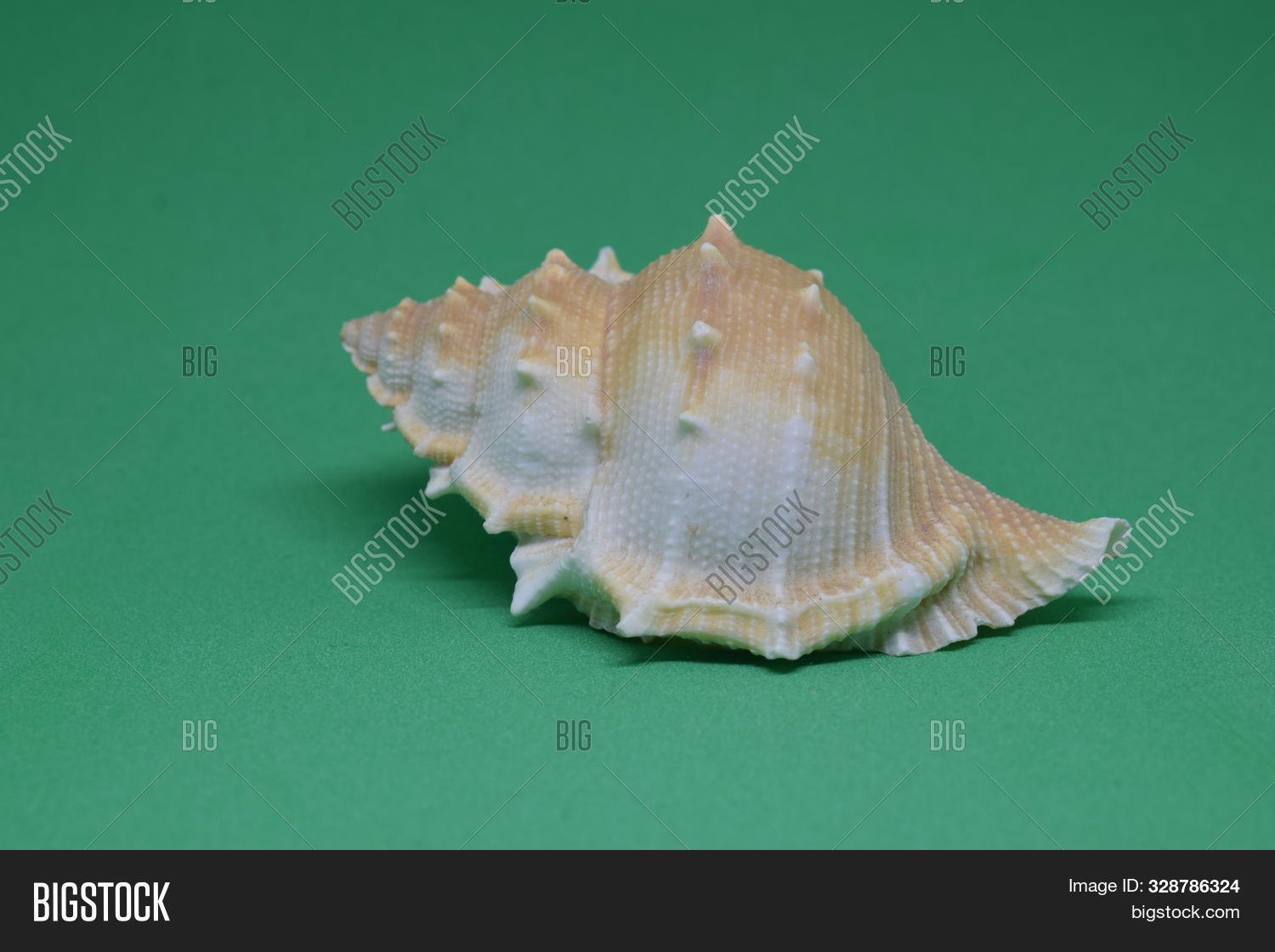 Full Conch Sea Conch Full Frontal Image & Photo (Free Trial) | Bigstock