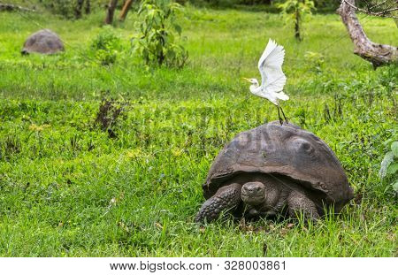 Animals. Galapagos Giant Tortoise with egret bird, on Santa Cruz Island in Galapagos Islands. Animals, nature and wildlife close up of tortoise in the highlands of Galapagos, Ecuador, South America.