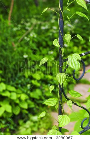 Révy na tepané železo Arbor