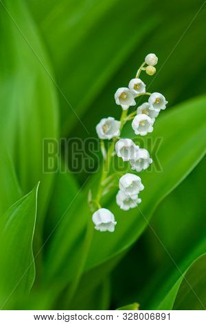 Lily Of The Valley (convallaria Majalis), Blooming In The Spring Forest. Close Up.