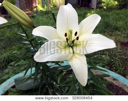 White Lily Grows In A Natural Environment