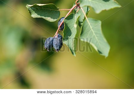 Branch Irga (amelanchier) With Ripe Blue Berries And Green Leaves. Close - Up On A Green Background 