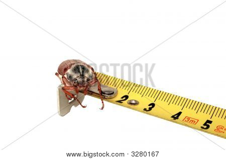 Beatlle
