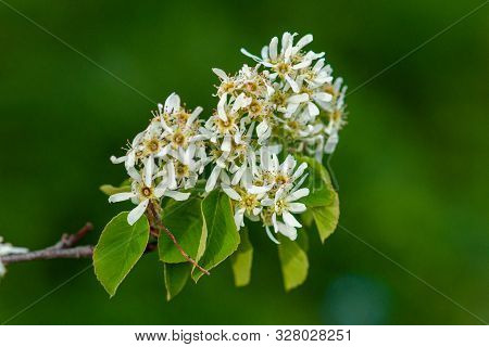 White Flowers Of The Tree Amelanchier Arborea (irga) On A Green Background Close-up