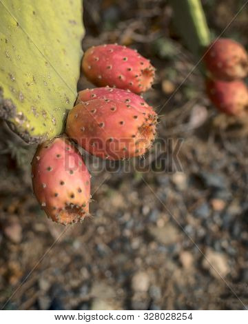 Prickly Pears. Red Fruits Of The Prickly Pears Hanging From The Prickly Pears.