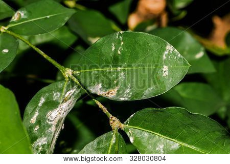 Closeup Of Powdery Mildew, Leaf Fungus Disease