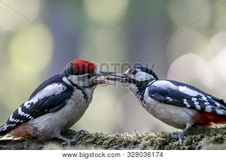 Mother En Child Great Spotted Woodpecker ( Dendrocopos Major) On A Branch In The Forest Of Noord Hol