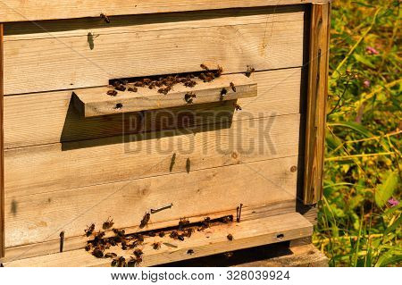 Wooden Beehive. House For Bees On Field In Summer. Bee-keeper Brings Bees For Collecting Of Natural 