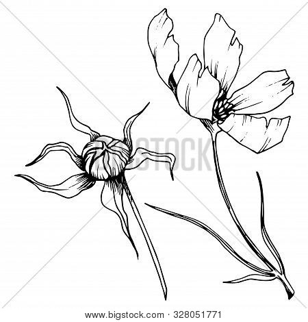 Vector Cosmos Floral Botanical Flowers. Black And White Engraved Ink Art. Isolated Cosmea Illustrati