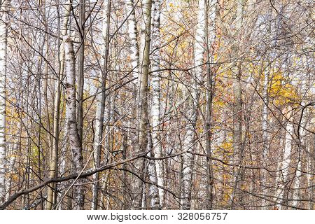 Natural Background - Dense Bare Tree Trunks In City Park On Sunny Autumn Day In Late Fall
