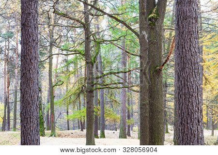 Natural Background - Pine And Larch Grove In City Pank In Late Fall