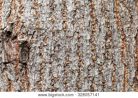 Natural Texture - Uneven Bark On Old Trunk Of Boxelder Maple Tree (acer Negundo) Close Up