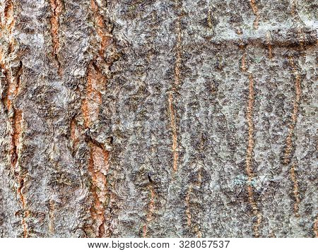 Natural Texture - Uneven Bark On Old Trunk Of Red Oak Tree (quercus Rubra) Close Up