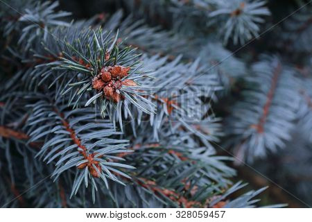 Blue Spruce Branch. Branches Of Blue Spruce And Juniper Swaying Wind Slowly. Background Of Coniferou