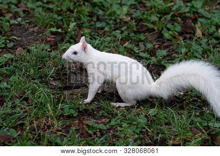 White Squirrel
