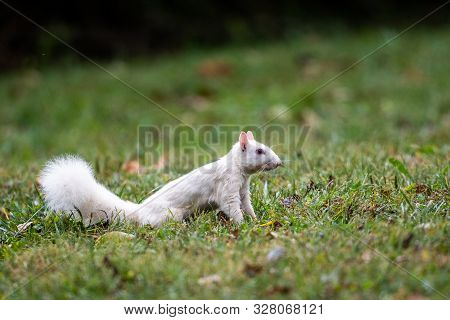 White Squirrel