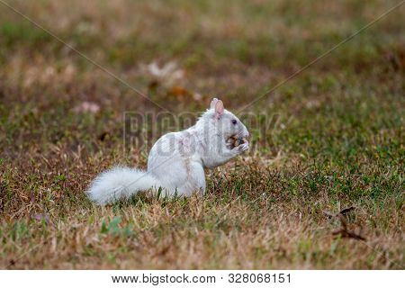 White Squirrel