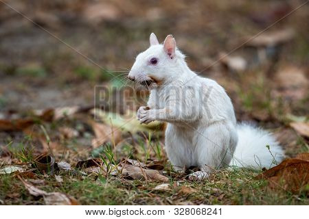 Rare Albino Eastern Gray Squirrel In Early Fall In Olney, Illinois