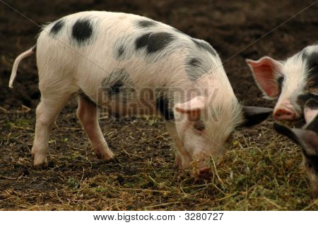 Pigling