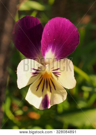 Pansy. The Colorful Petals Of The Flower Buds. Garden Flowers.