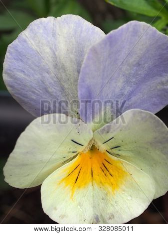 Pansy. The Colorful Petals Of The Flower Buds. Garden Flowers.