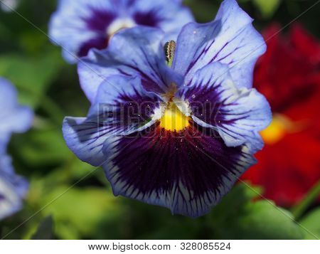 Pansy. The Colorful Petals Of The Flower Buds. Garden Flowers.