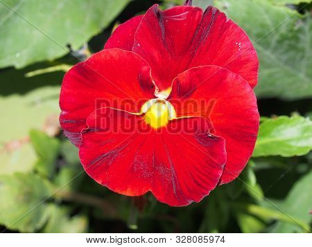 Pansy. The Colorful Petals Of The Flower Buds. Garden Flowers.