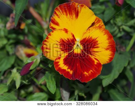Pansy. The Colorful Petals Of The Flower Buds. Garden Flowers.