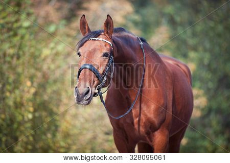 Portrait Of Graceful Thoroughbred Chestnut Horse Curiously Reaching To Something. Multicolored Horiz