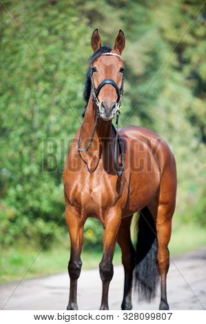 Portrait Of Graceful Thoroughbred Chestnut Horse Curiously Looking In To Camera. Multicolored Vertic