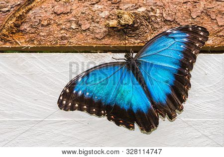 Blue Morpho, Morpho Peleides, Morfa Peleida, Big Butterfly