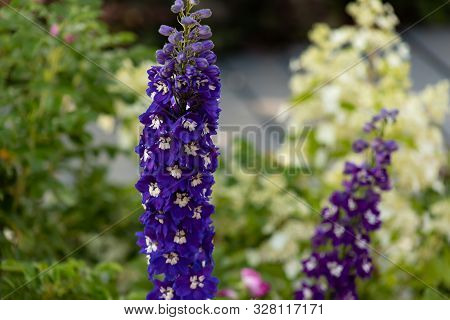Blue Delphinium Flowers Outdoor Closeup Macro