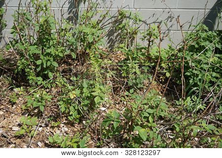 Red Raspberry Plants (rubus Idaeus) Grow In A Garden In Harbor Springs, Michigan, During June.