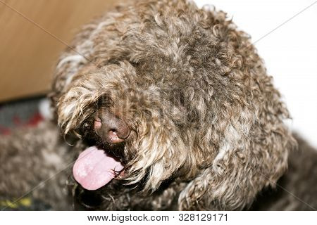 Brown Italian Dog Macro Portrait Breed Truffle Hunting Lagotto Romagnolo
