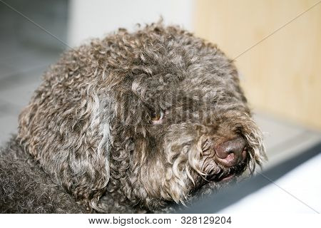Brown Italian Dog Macro Portrait Breed Truffle Hunting Lagotto Romagnolo
