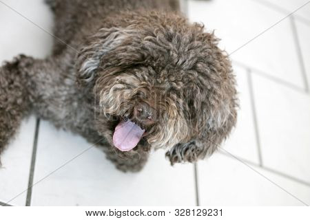 Brown Italian Dog Macro Portrait Breed Truffle Hunting Lagotto Romagnolo