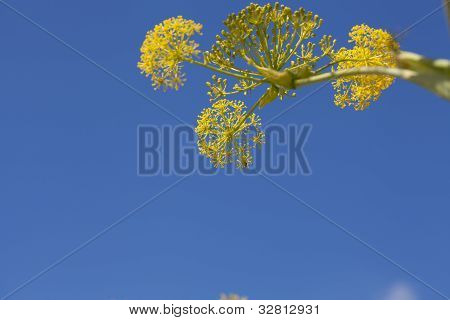 Aeonium Glutinosum