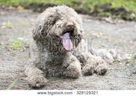 Brown Italian Dog Macro Portrait Breed Truffle Hunting Lagotto Romagnolo